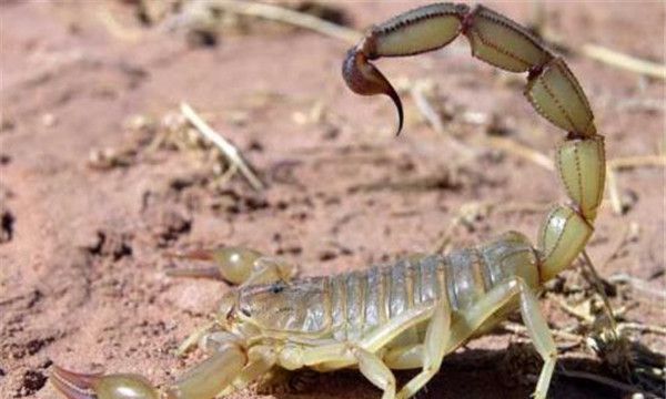 东亚钳蝎生物学特性（体型并不是很大大概只有成人的拇指大小）