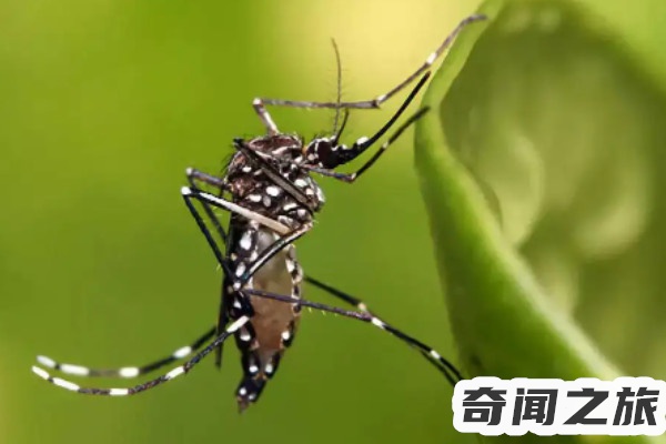 四害之首是哪四种虫子（四害指什么病媒生物）