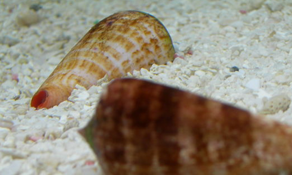 海洋里最可怕的生物而且还有毒（蓝环章鱼分泌的毒液瞬间就夺人性命）