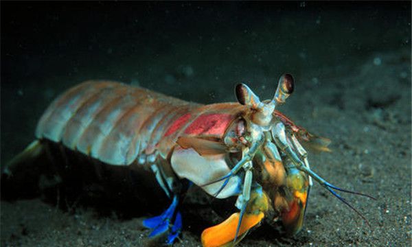 甲壳类生物的主要特征这种生物是怎样在海底生存的