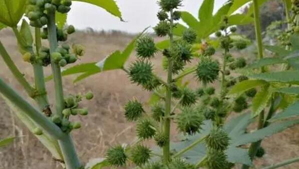 生活中最危险的常见植物