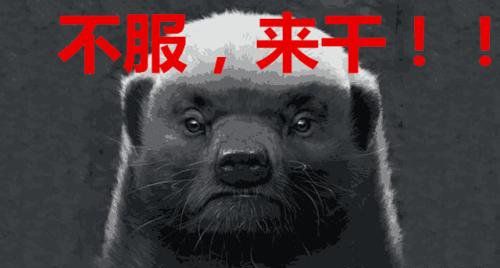 平头哥蜜獾有什么天敌（平头哥蜜獾为什么能免疫毒）