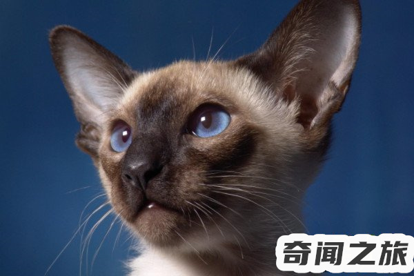 猫咪智商排行榜10种最聪明的猫（加菲猫相当于人类几岁智商）