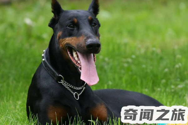 杜宾犬价格多少钱一只（杜宾犬能卖多少钱）