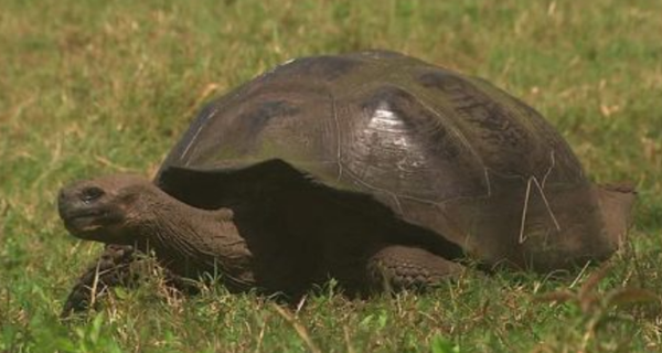 动物界十大不死之身（十大永生生物排名）