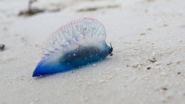 海洋中最危险的四种生物（沙鲨是一个孤独的夜间猎手）