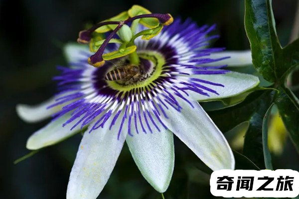 日轮花是什么（日轮花就是西番莲本身无毒无害)