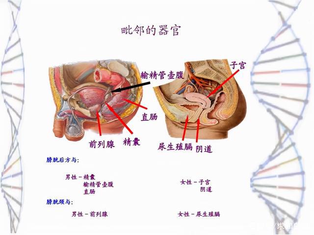 双性人存在的真实例子（班纳特的男子成功生下了一个男婴）