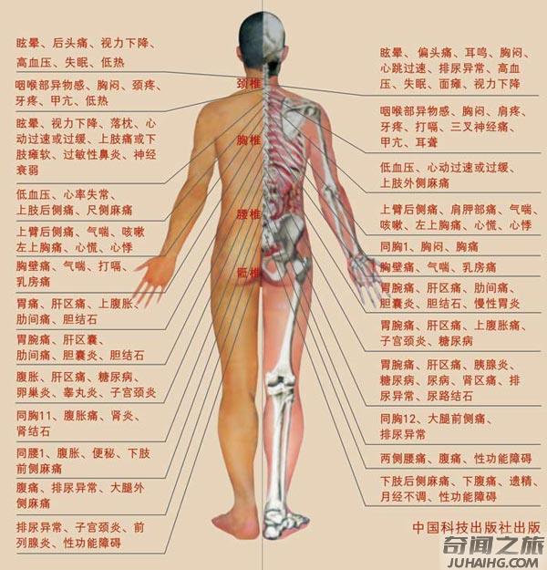 人体器官的位置都是在哪个部位（人体主要器官的位置总结）