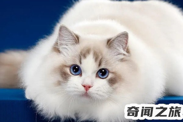 猫品种布偶多少钱一只（2022年今年的布偶猫多少钱一只）