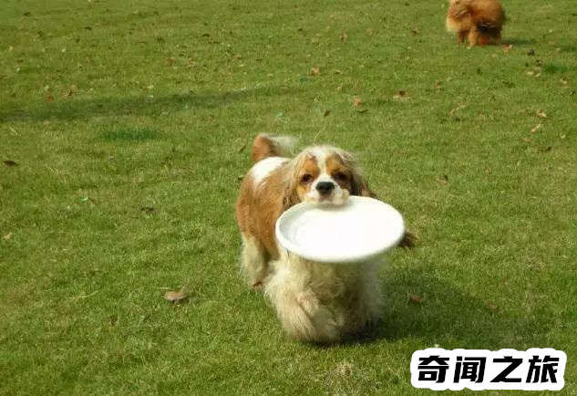 狗狗品种大全及名称图片（比熊犬可是贵族的宠物后来一度沦为马戏团的小丑）