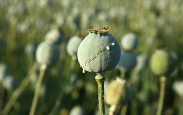 三个一碰就死的植物（能致人死亡的植物）