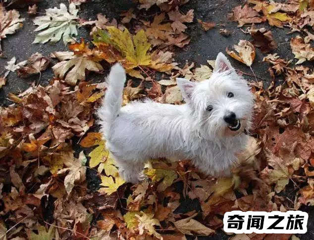 狗狗品种大全及名称图片（比熊犬可是贵族的宠物后来一度沦为马戏团的小丑）