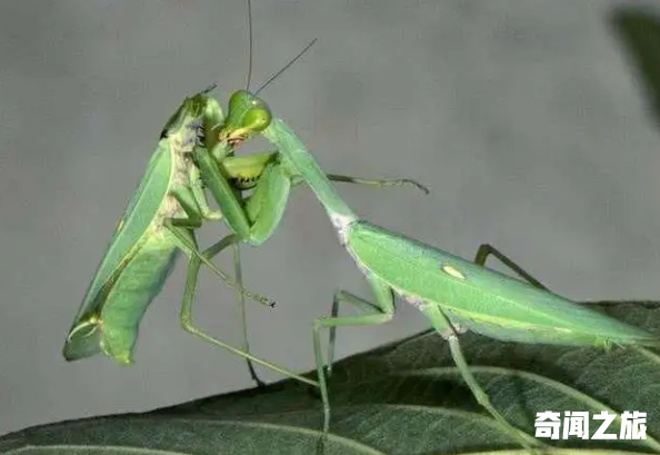 交配后死亡的动物是哪种