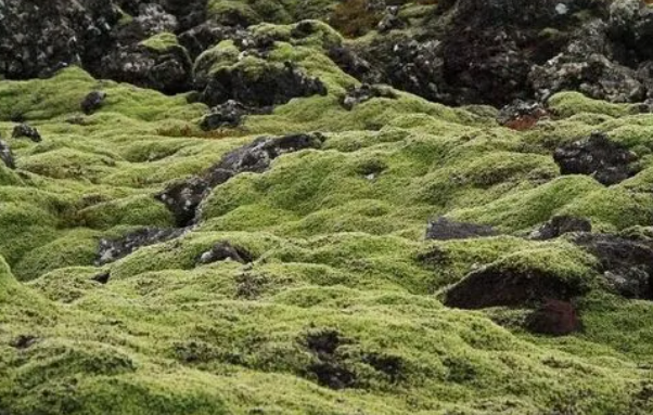 有史以来最古老的陆地生物证据