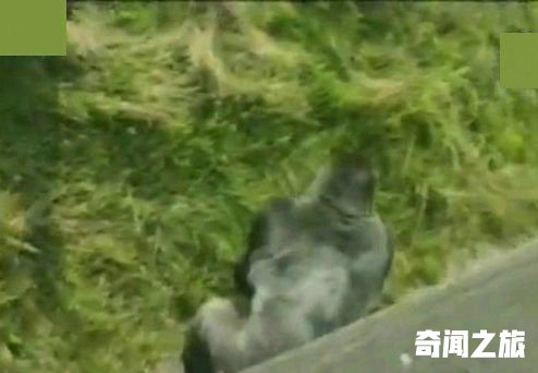 “猩猩男孩”已是两个孩子的爸爸！