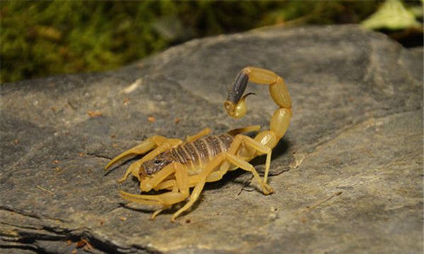 东亚钳蝎生物学特性（体型并不是很大大概只有成人的拇指大小）