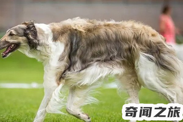 波索尔犬多少钱(一只每只500到3500元)