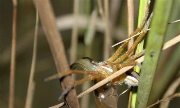 流星锤蛛是怎样捕食的（流星锤蛛图片）