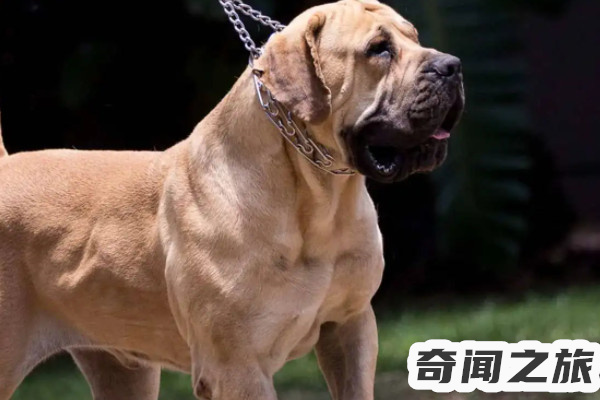 中国禁养犬名单（杜宾是禁养犬么）