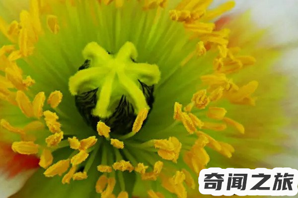 花蕊的蕊读几声（花蕊怎么读音）