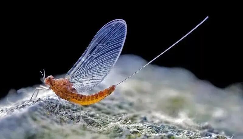 蜉蝣到底是什么生物