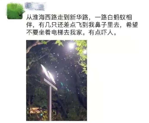 白蚁出现在刘畊宏家里（做好以下六点白蚁预防措施）