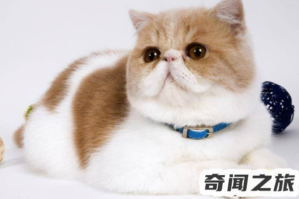 猫咪智商排行榜10种最聪明的猫（加菲猫相当于人类几岁智商）