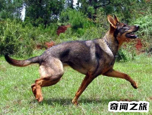 狗狗品种大全及名称图片（比熊犬可是贵族的宠物后来一度沦为马戏团的小丑）