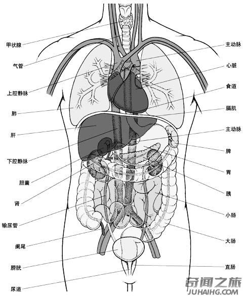 人体器官的位置都是在哪个部位（人体主要器官的位置总结）