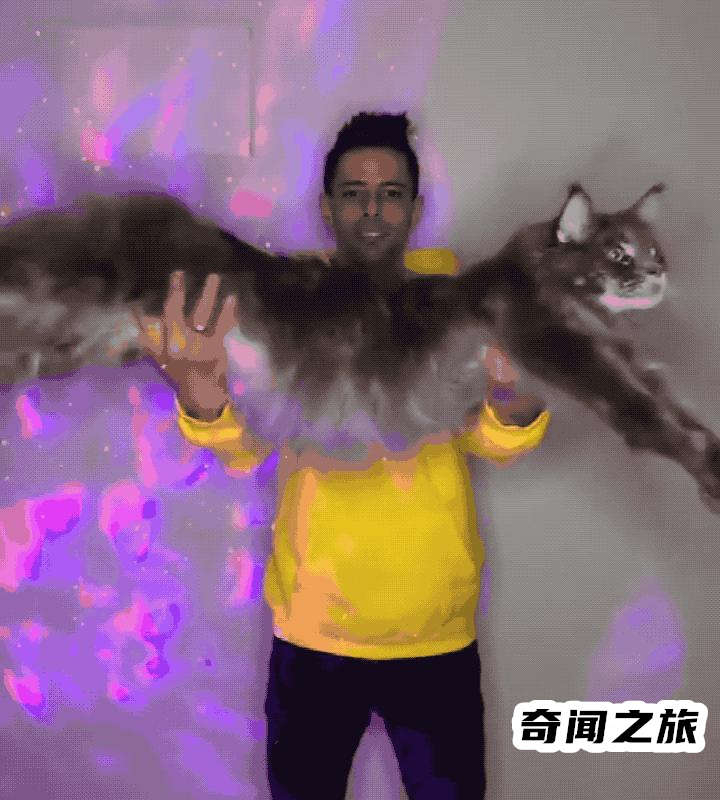 布偶猫现在价格多少钱一只（布偶猫一只最便宜多少钱）