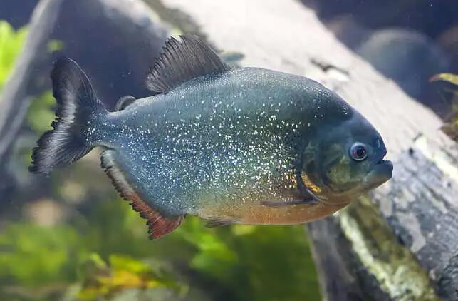 亚马孙十大恐怖生物