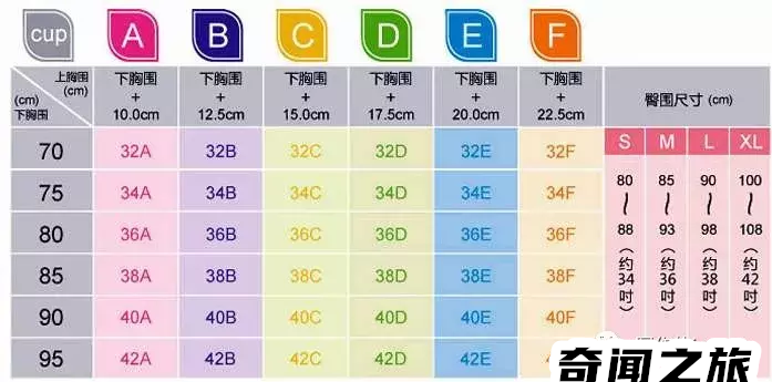 胸罩的罩杯abc怎么区分（内衣罩杯尺寸参考表）