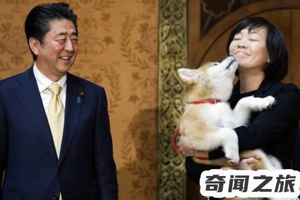 安倍昭惠为何不生（安倍昭惠为啥没生一男半女）