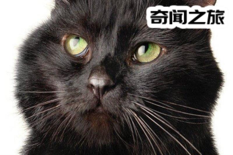 好奇心害死猫的故事由来（好奇心害死猫典故）