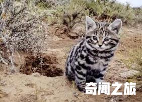 最小的野生猫科动物在6周的时候就能够自己捕捉猎物