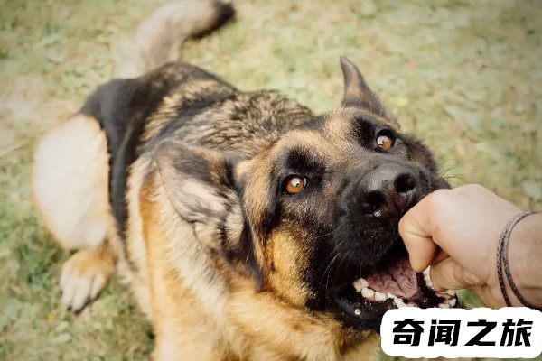 一针狂犬疫苗价格表（狂犬疫苗有几种价格）