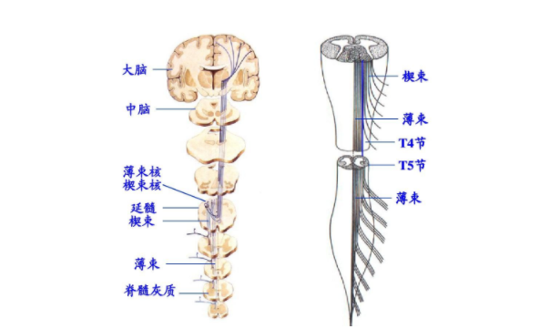 大脑与脊髓之间有什么关系（中枢神经由大脑与脊髓组成）