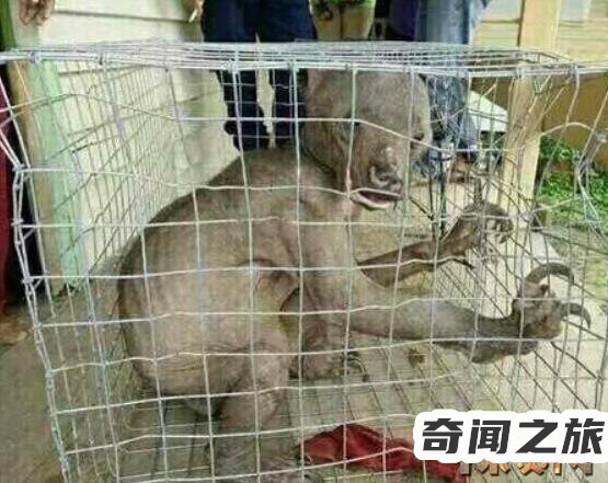 最可怕的水鬼(猿猴之类其全身都长满了毛