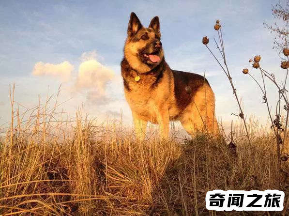 狗狗品种大全及名称图片（比熊犬可是贵族的宠物后来一度沦为马戏团的小丑）