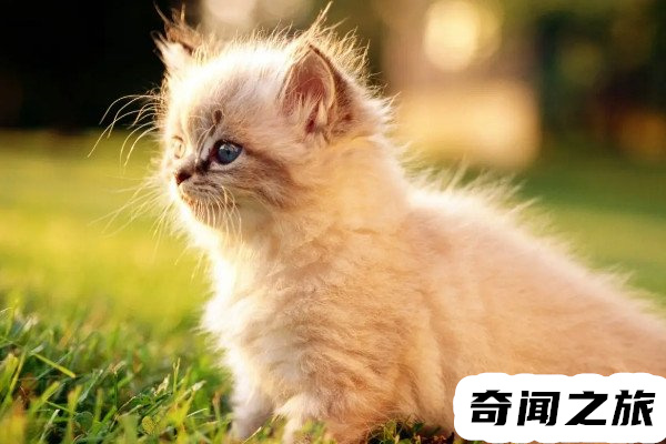 猫抓伤需要打狂犬病疫苗吗（猫抓了要不要打狂犬病疫苗）