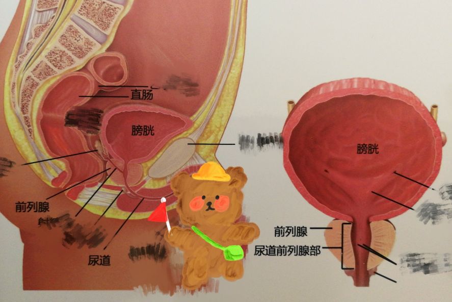 前列腺真正的部位在哪（前列腺具体在身体的哪个部位）