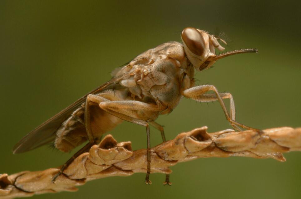 自然界最危险的十种昆虫