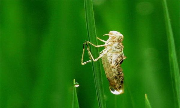 蜻蜓若虫的特征 外貌类似成虫，没有叶翅