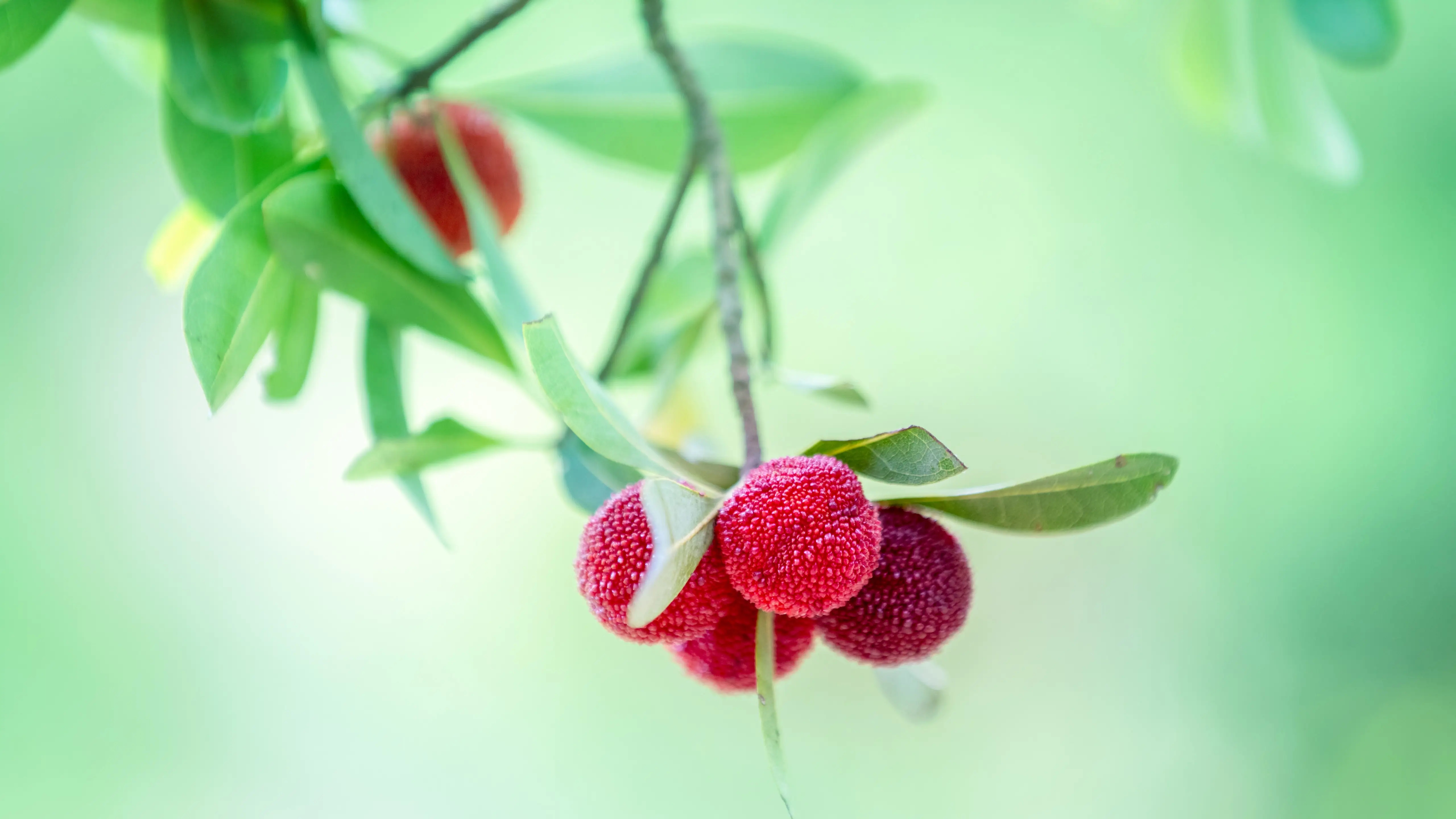 杨梅的虫子能不能吃（去除杨梅中虫子方法一览）