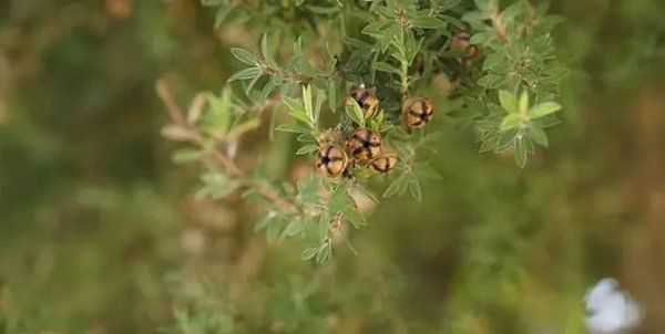 地球十大漂亮致命的植物（甘菊减少怀孕期间的晨吐、减少患癌症的几率）