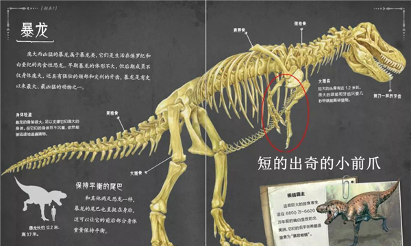 霸王龙的演化过程