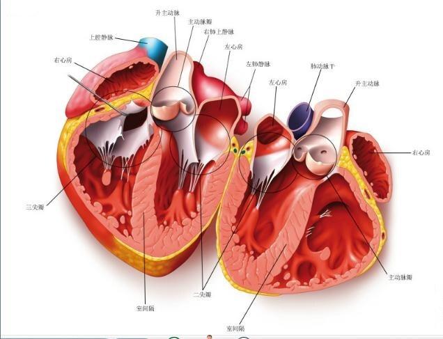 心脏在左边还是右边（心脏在人体什么位置图解）