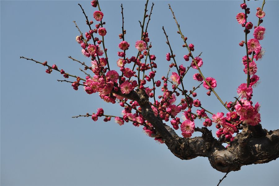 中国的国花及国树的来历（中国的国花是哪种花）