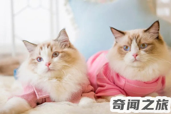 一只赛级的布偶猫大概需要多少钱（每只价格在万元以上）